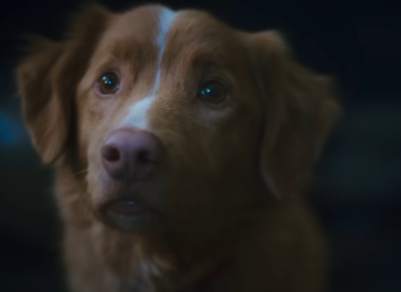 Imagem promocional de Indy, o cão, em Bom Menino